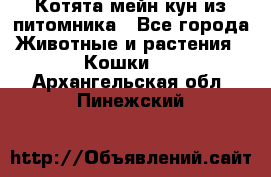 Котята мейн-кун из питомника - Все города Животные и растения » Кошки   . Архангельская обл.,Пинежский 